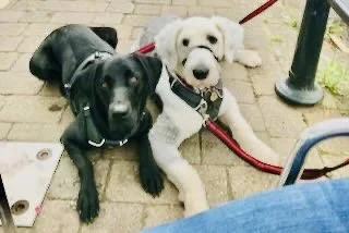 Two dogs, one black and one white, sitting side by side on a paved surface with leashes attached, next to a blue object and a black pole.