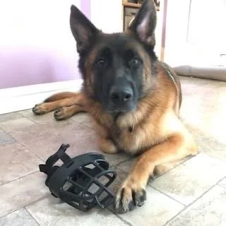 German Shepherd lying on the floor with a black dog's muzzle next to it.
