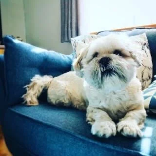 Small white dog lying on a blue sofa with a floral pillow.