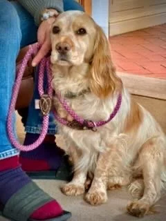 A cute Cocker Spaniel with golden fur wearing a pink leash and harness, sitting on a porch.
