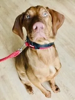 A brown dog with blue eyes wearing a red collar and leash, sitting on a wooden floor and looking up.