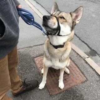 A dog with a harness and leash, sitting on a sidewalk, playfully biting the leash, with a person's legs visible nearby.