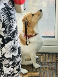 A corgi dog sitting on a doormat and looking up at a person.