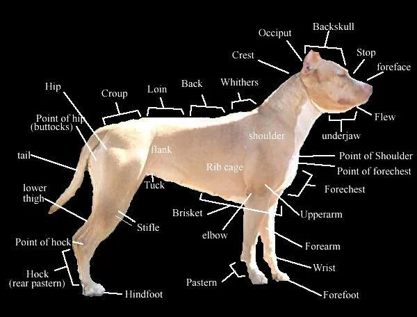 Annotated diagram of a dog showing its various body parts labeled.
