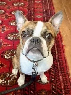 A small bulldog sitting on a red patterned rug, looking up at the camera.