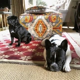 Two dogs, a black pug and a black-and-white French bulldog, are resting on a red patterned rug in a living room. Background includes a colorful ottoman and a window.