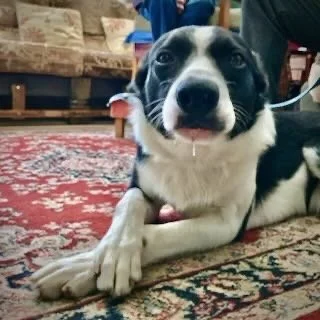 A black and white dog lying on a patterned rug indoors, with a person in the background.