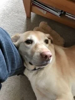 A yellow Labrador Retriever lying on the carpet with a person's leg resting on its neck, indoors next to a wooden bookshelf.