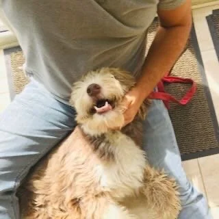 Person sitting on the floor with a fluffy, light-colored dog, holding and petting the dog, both appearing happy.