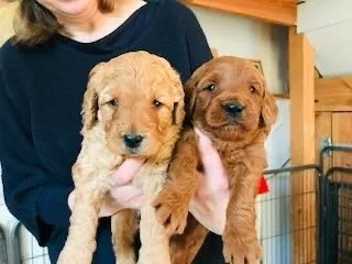 Two young golden retriever puppies being held by a person indoors.