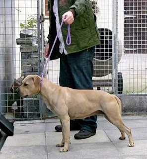 Person holding a leash attached to a large, muscular dog in an outdoor area enclosed by a metal fence.