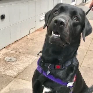 Black dog with purple collar standing on sidewalk.