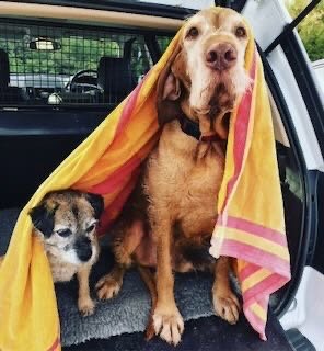 Two dogs sitting in the back of a vehicle, partially covered with a colorful towel.