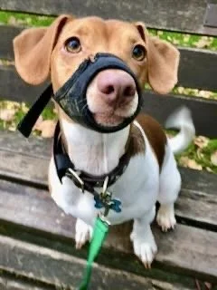 A cute dog wearing a black nose and mouth harness, sitting on a wooden bench outdoors.