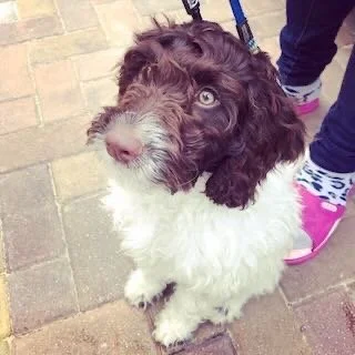 Cute brown and white fluffy dog with blue eyes on a leash, standing on a brick-paved sidewalk.