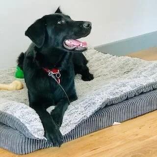Black dog sitting on a cushioned dog bed indoors