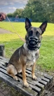 Dog wearing a muzzle sitting on a park bench with grass and trees in the background.