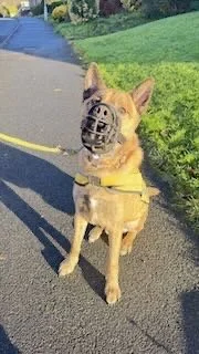 Dog wearing a travel mug on its snout, walking on a sidewalk with grass and bushes in the background.