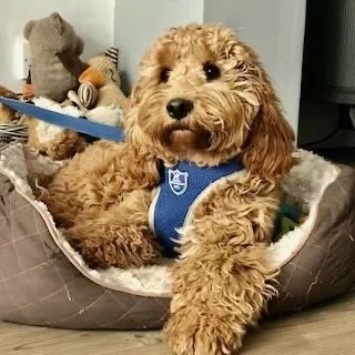 Cute light brown curly-haired dog wearing a blue harness lying in a pet bed.