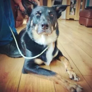 A black and tan dog sitting on a wooden floor indoors, with a person and furniture visible in the background.