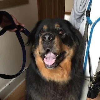 Happy Rottweiler dog with tongue out, indoors