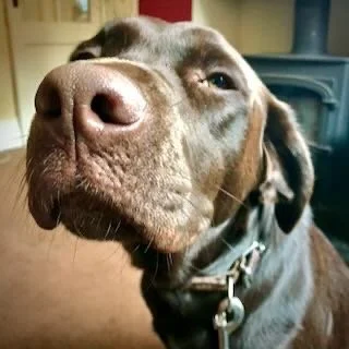Close-up of a brown dog with a large nose and relaxed expression.