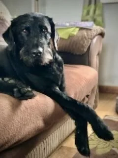 Black dog lying on a brown couch with one front paw extended.
