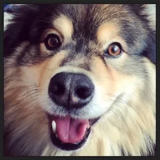 Close-up of a happy, smiling dog's face, with one eye possibly a different color.
