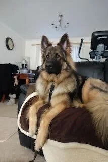 German Shepherd dog resting on a person's lap in a living room.