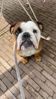 English Bulldog puppy sitting on a brick pavement, looking up at the camera with a leash attached.