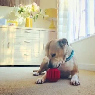 A puppy playing with a red ball on the carpeted floor in a bright room.