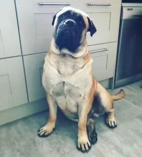 A large tan and black dog sitting on a kitchen floor.