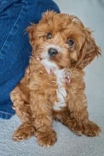 Adorable small brown curly-haired puppy sitting on a gray surface with a blue background.