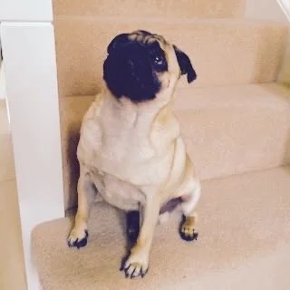 Pug dog sitting on beige staircase with gray walls.