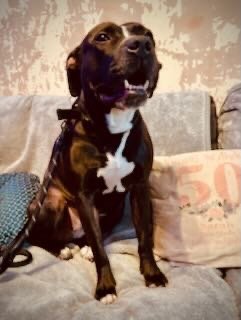 A medium-sized brown and black dog sitting on a couch indoors, with a white patch on its chest, looking up with its mouth slightly open.
