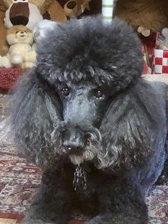 Grey Poodle 2.jpg