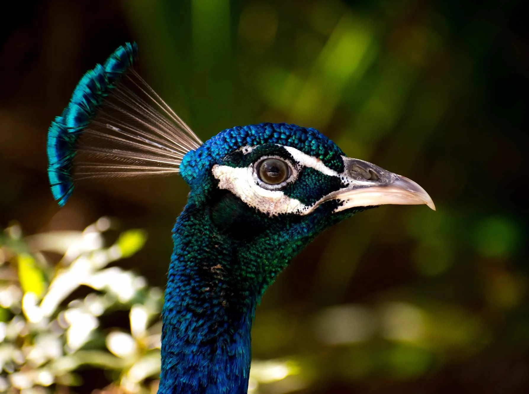 Peacock.jpg