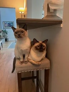 Nicco +1 - Applebaum.jpeg