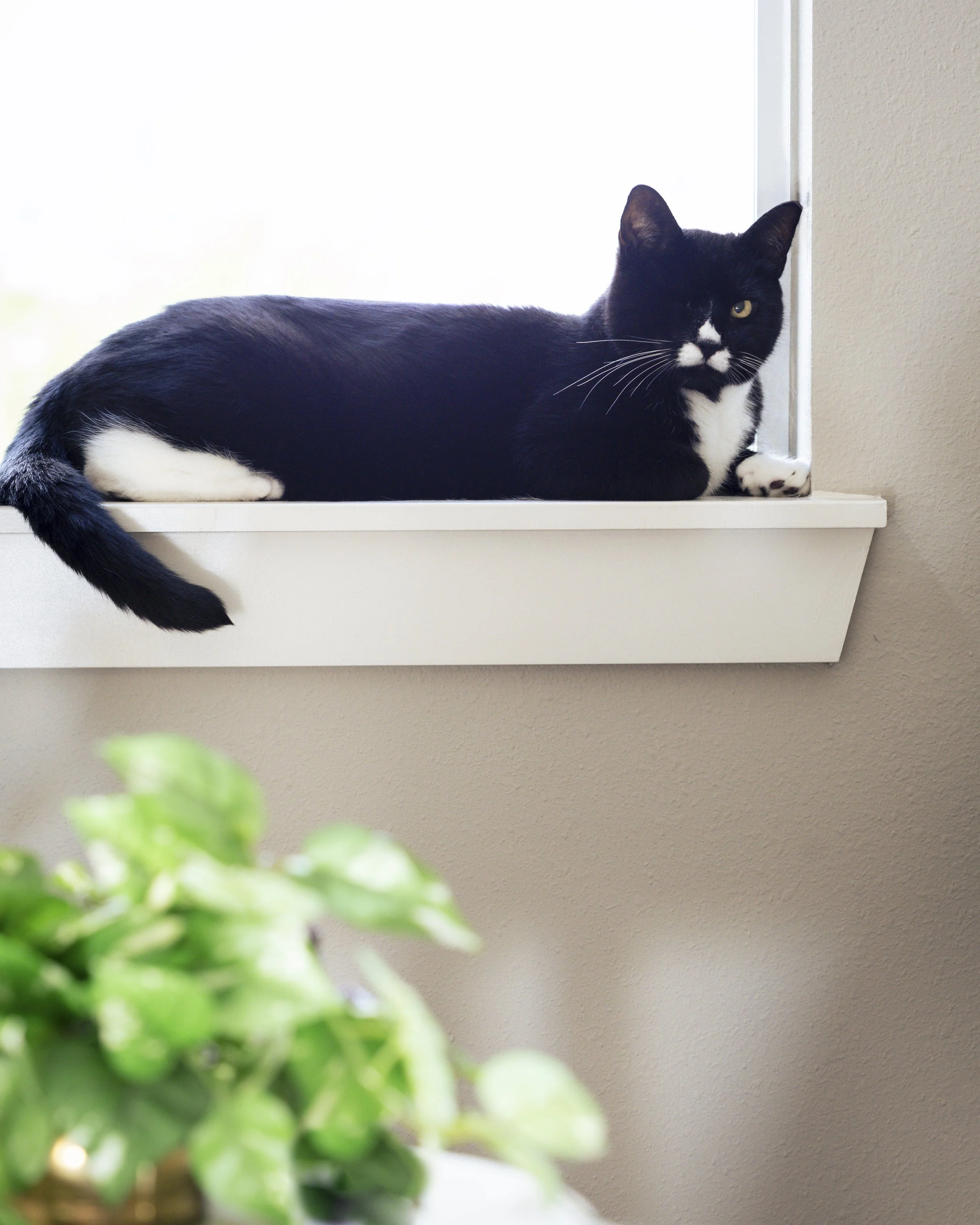 Black and white cat lying on a window sill, looking at the camera.