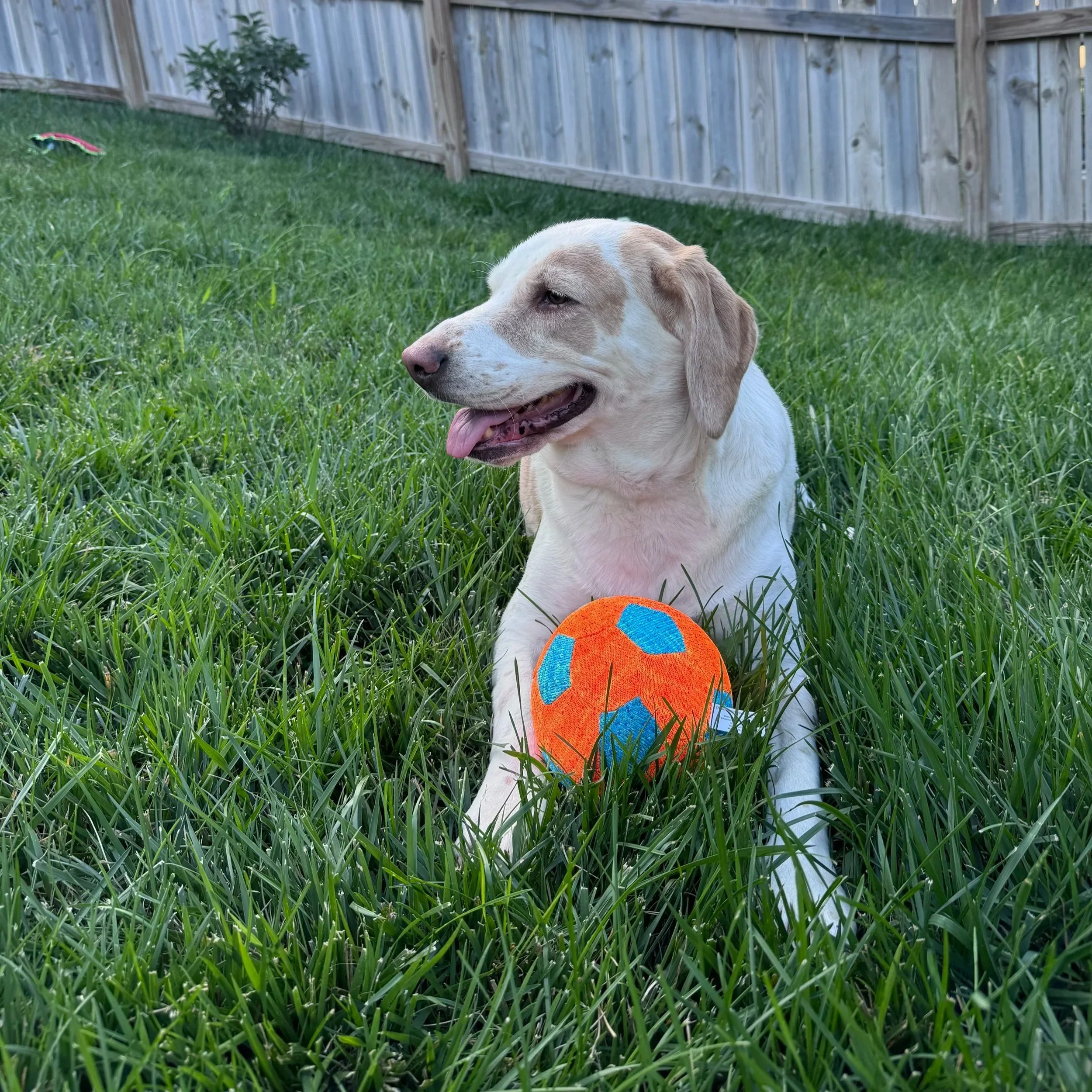 A happy dog lying on green grass next to an orange and blue ball in a backyard with a wooden fence.