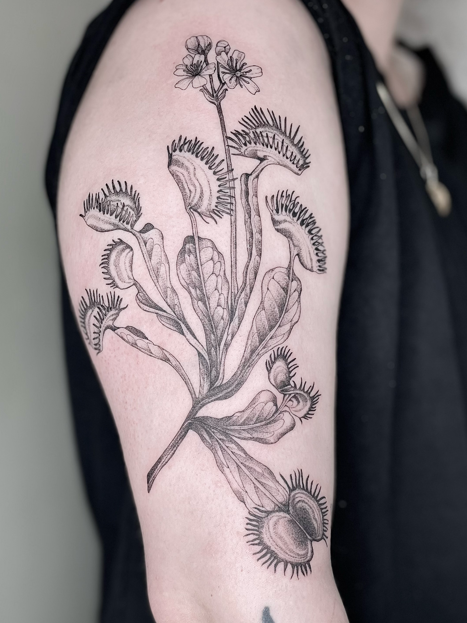 A tattoo of a botanical illustration of a flowering plant with multiple parts, including flowers and seed pods, in black ink on a person's upper arm.