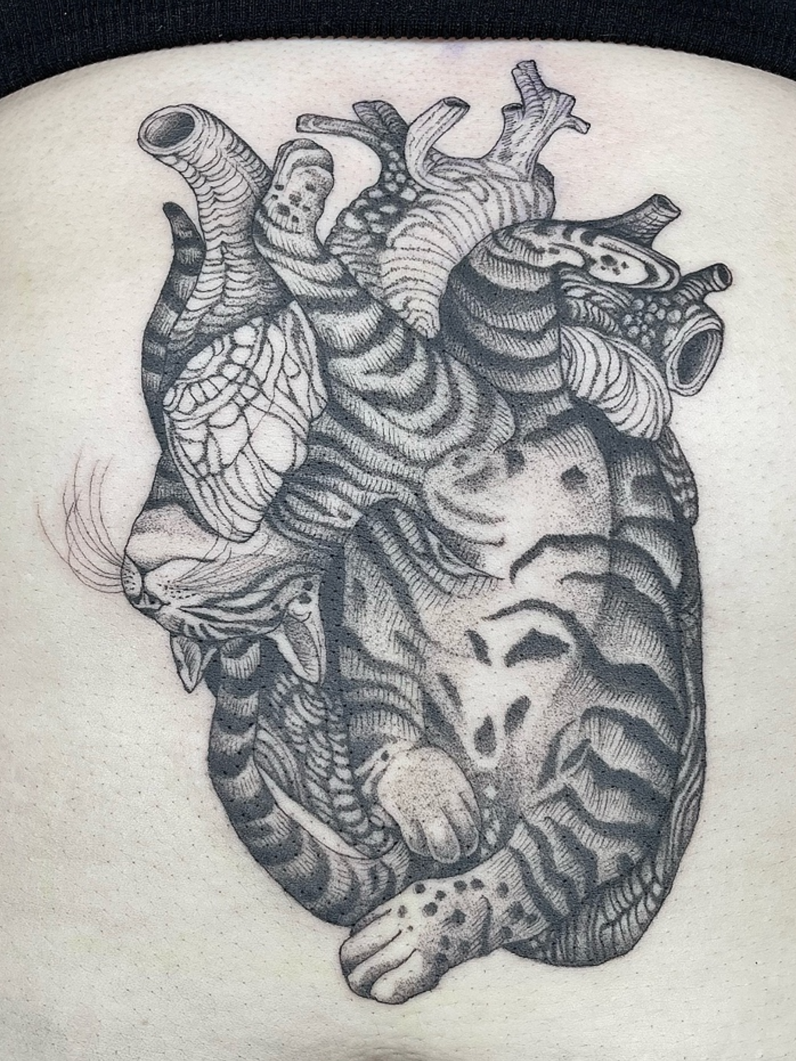 Black and gray tattoo of a realistic human heart with a realistic cat curled around it.