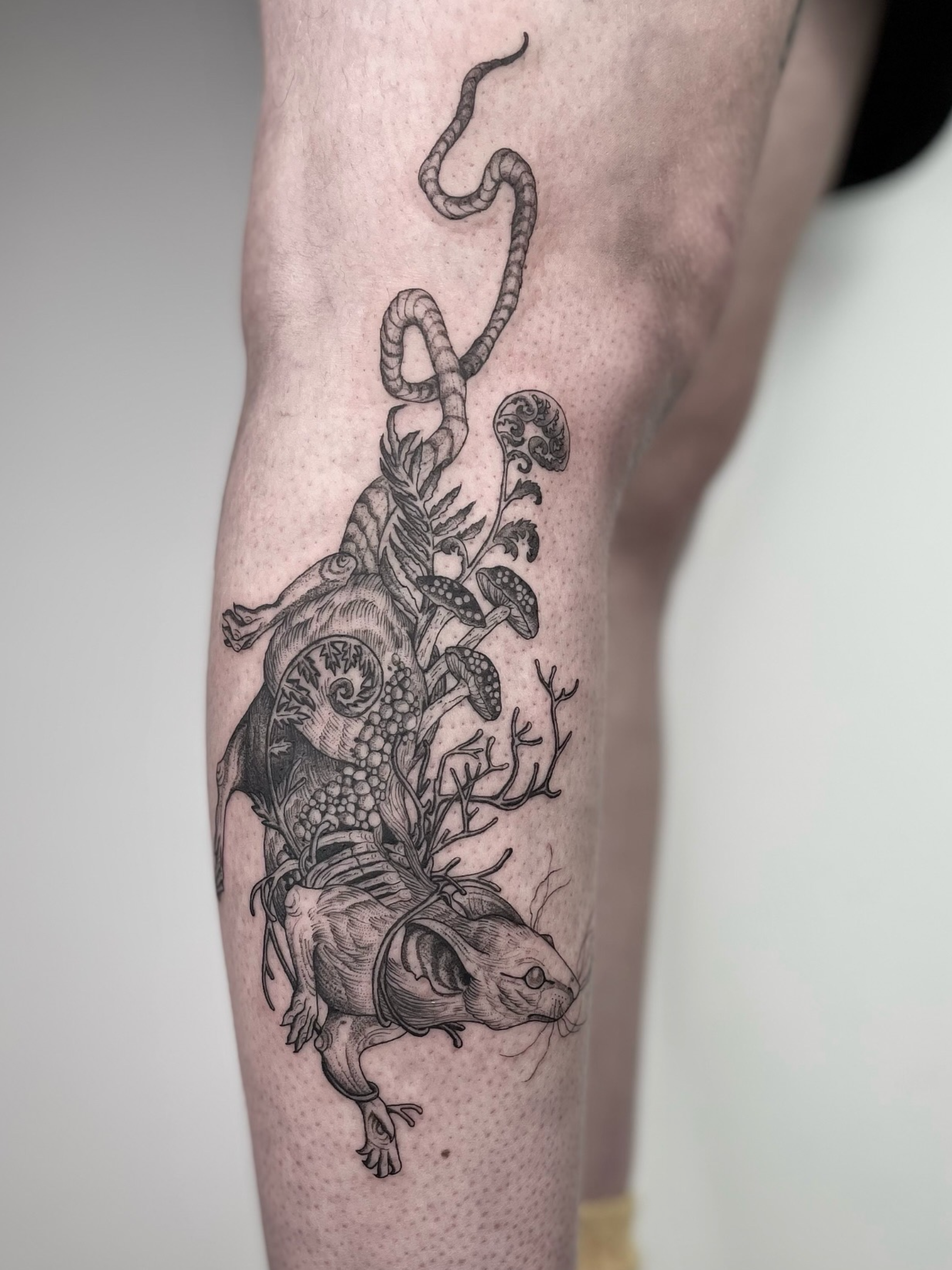 Black and gray tattoo of a snake intertwined with a skeleton, fern leaves, mushrooms, and other botanical elements on a person's forearm.