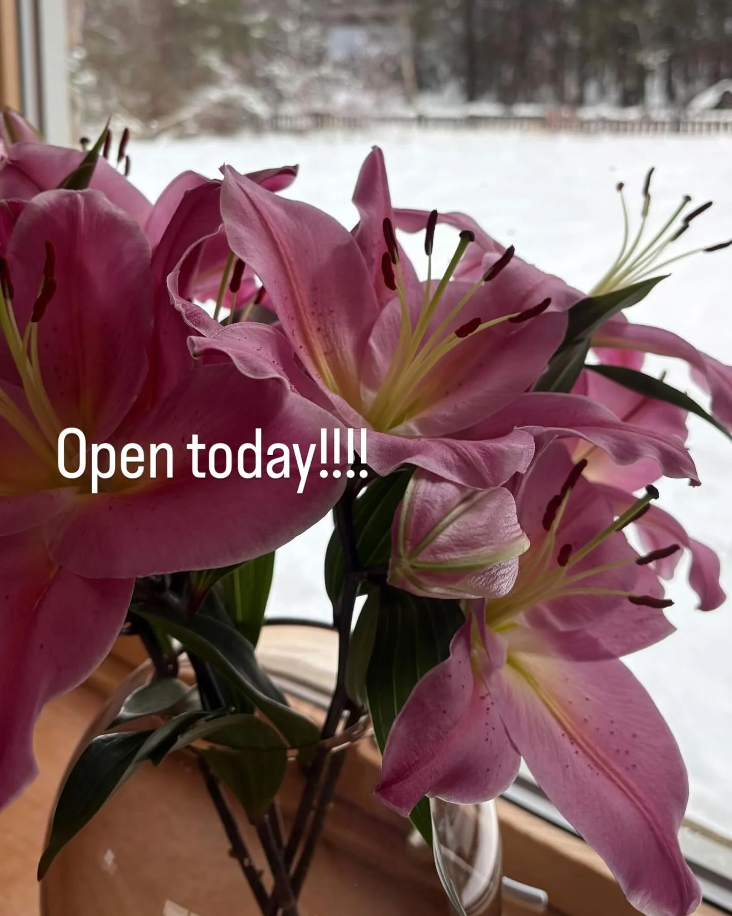These lilies were left on my windowsill 10 days ago! Not relevant to the shop but they&rsquo;re beautiful, oh and I haven&rsquo;t been to the shop yet. Yet! Open today for the first time in 2026. I&rsquo;ll have a bit of cleaning and tidying to do bu