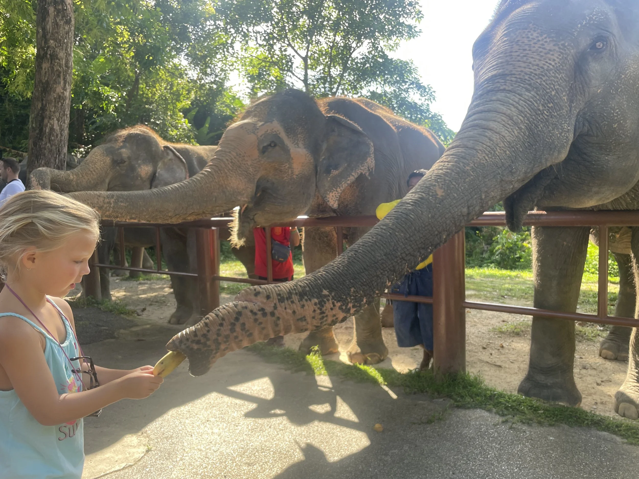 Wat te doen in Phuket met kinderen
