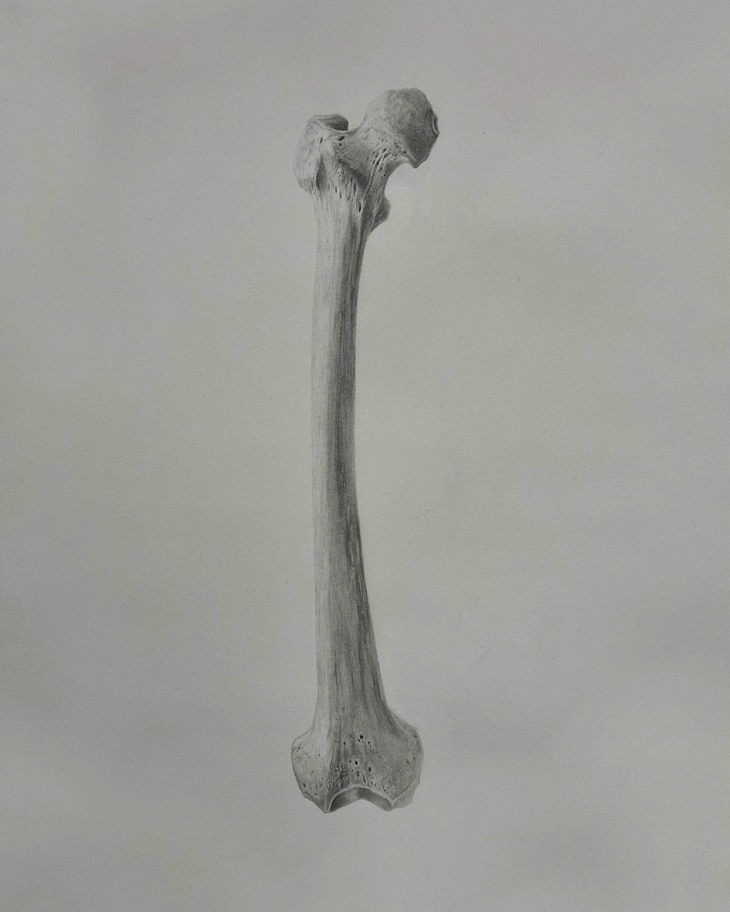 Femur+final.jpg