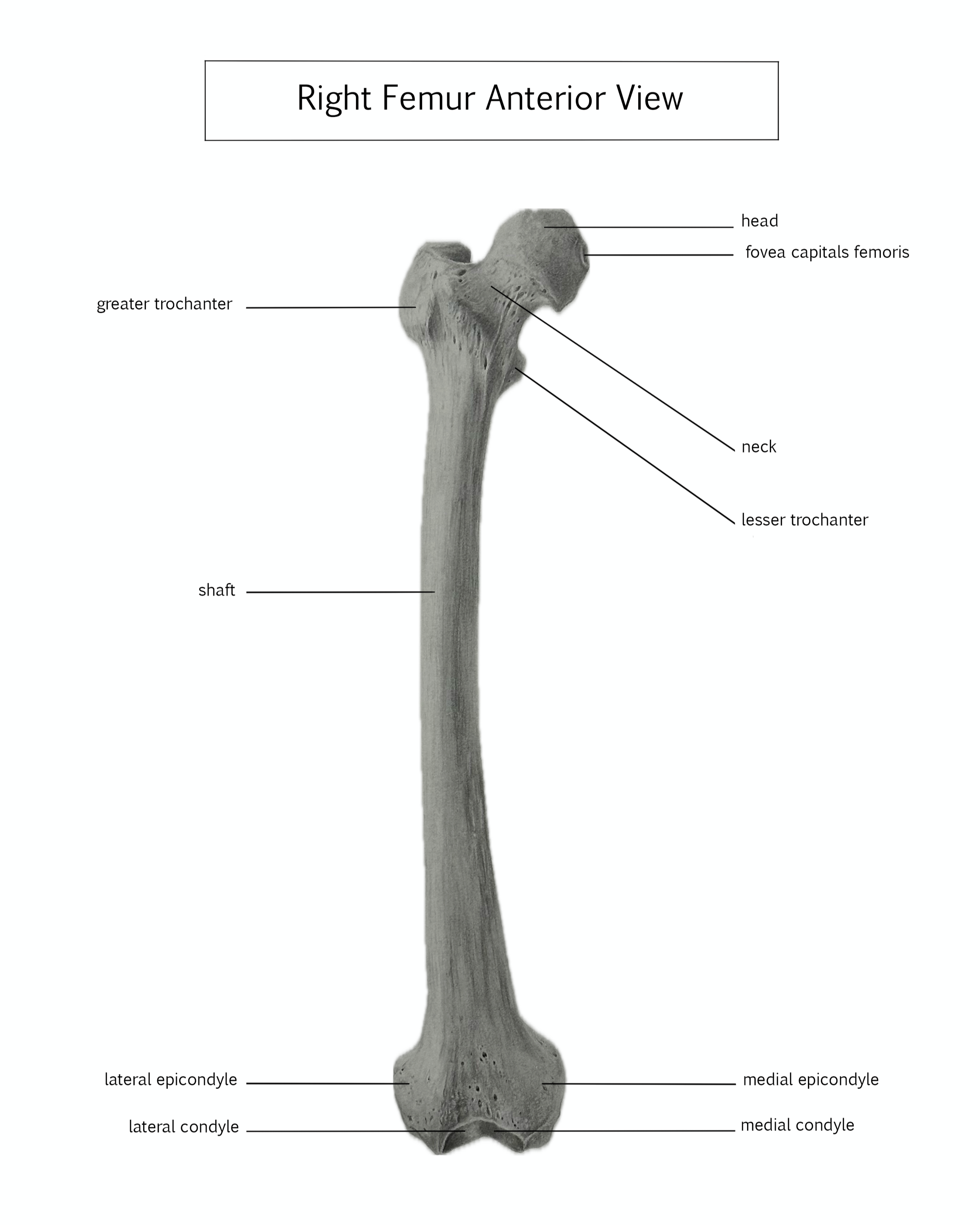 Femur_Info_Transfer.png