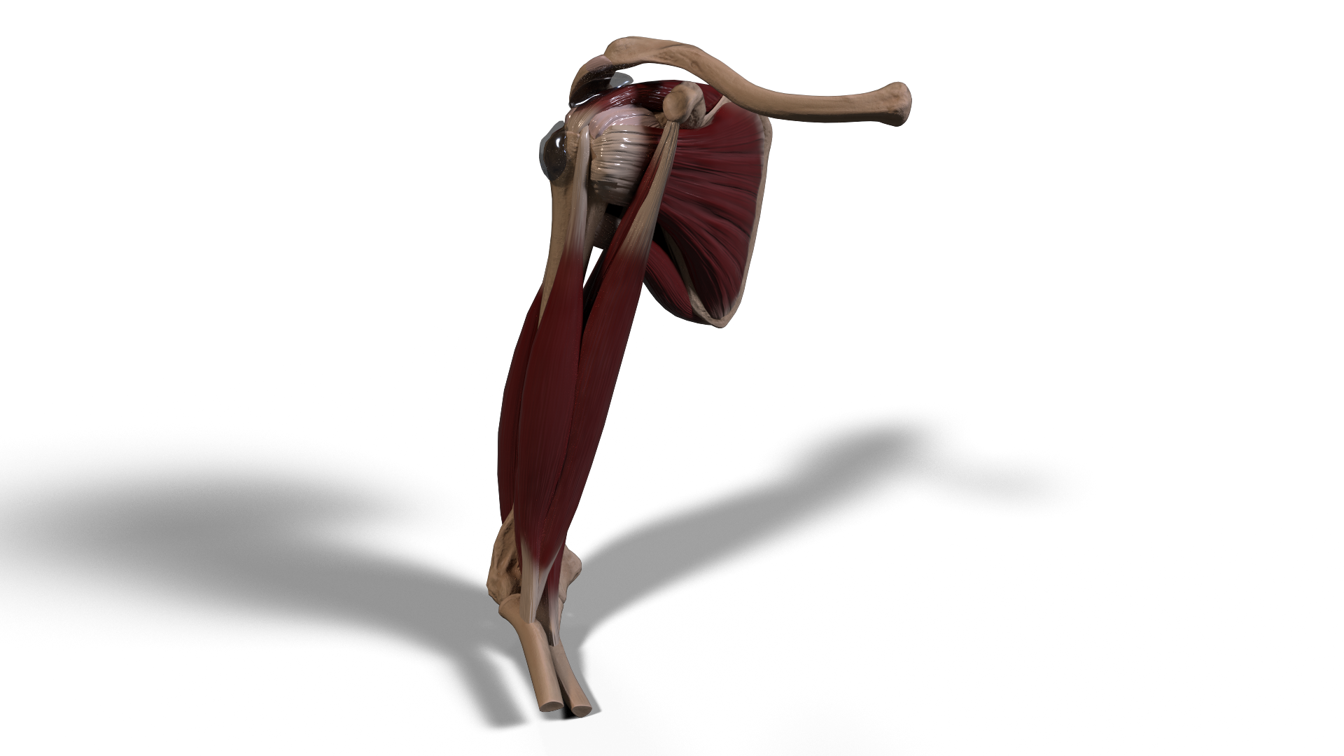 Shoulder Anatomy Model — AR/VR Ready 3D Asset