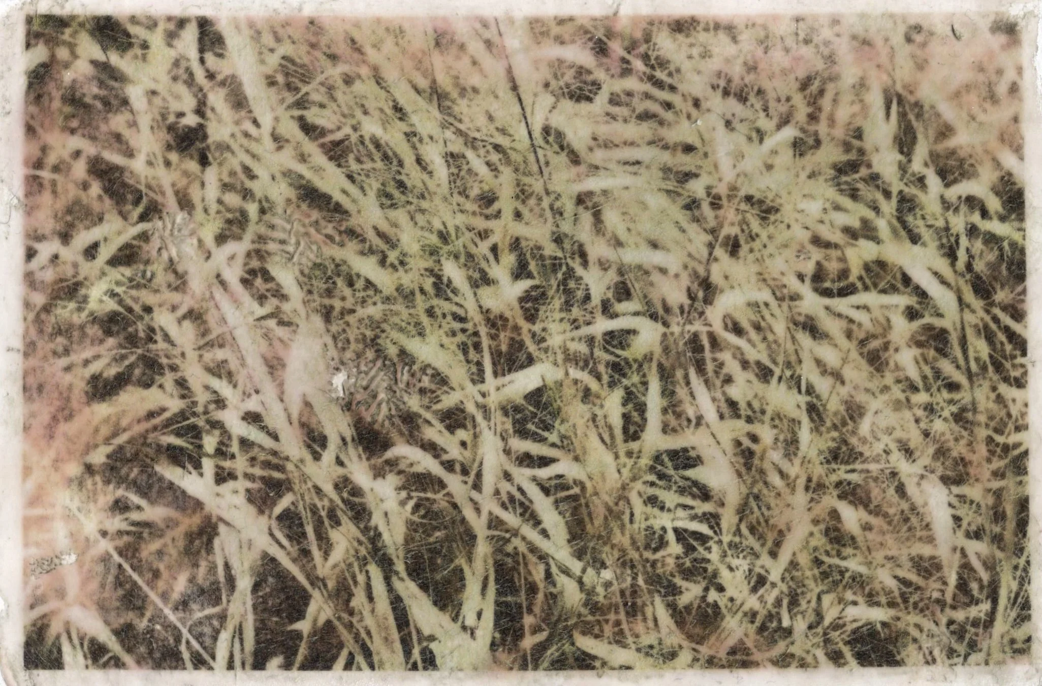 2024. Photo transfer onto cardboard. 4.7 x 8 inches.