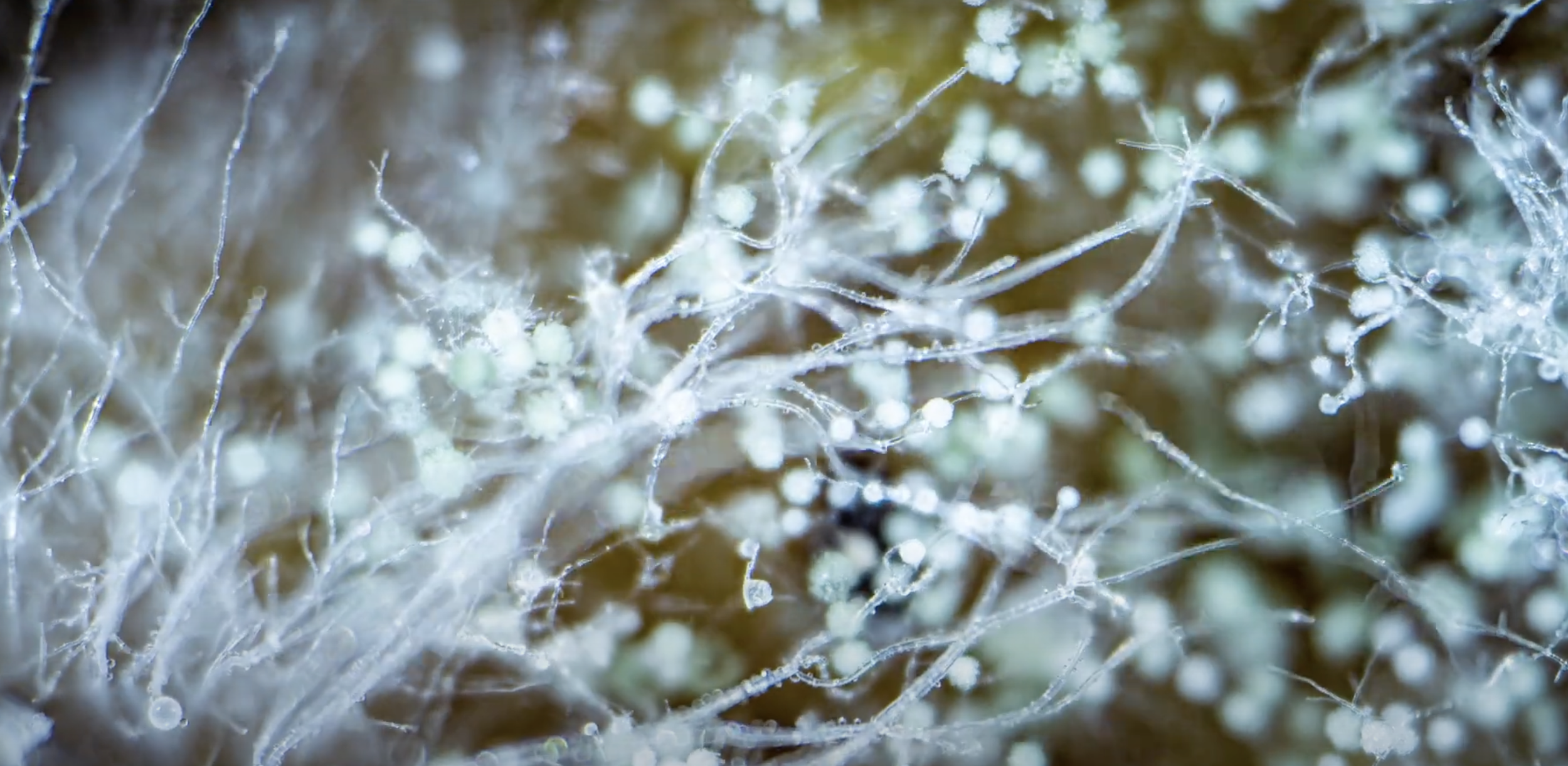 Mycelium
Understory is a digital mapping tool that allows communities to reveal the hidden connections that bind them together.
